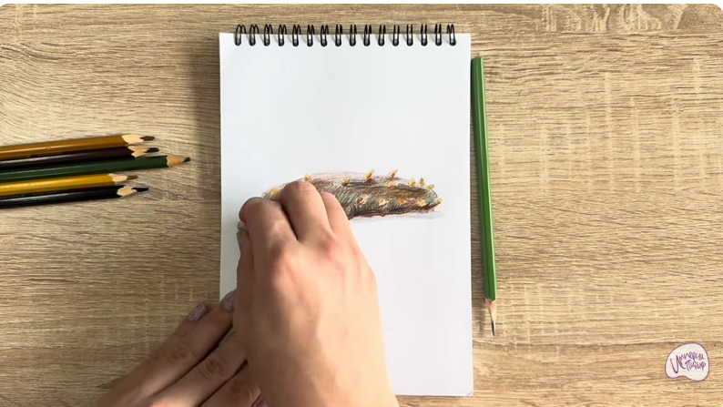 Рисуем Голотурия