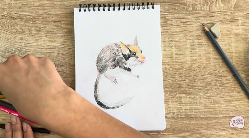 Рисуем Садовая соня