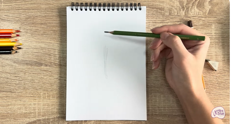 Рисуем Малинница обыкновенная