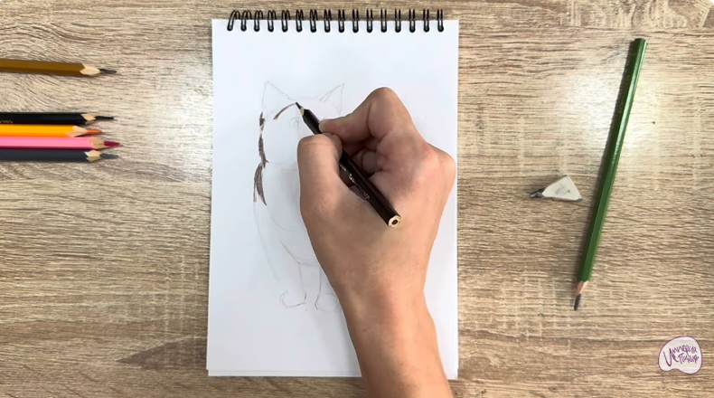 Рисуем Кошка породы "Манчкин"