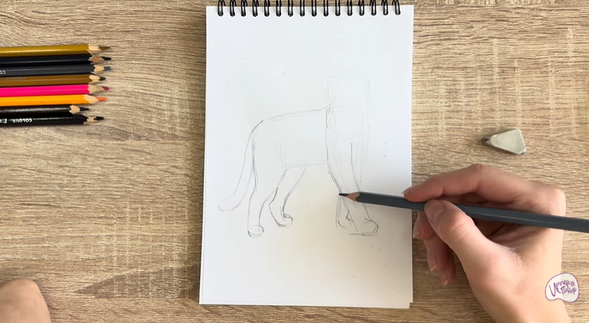 Рисуем Кошка Бурмилла