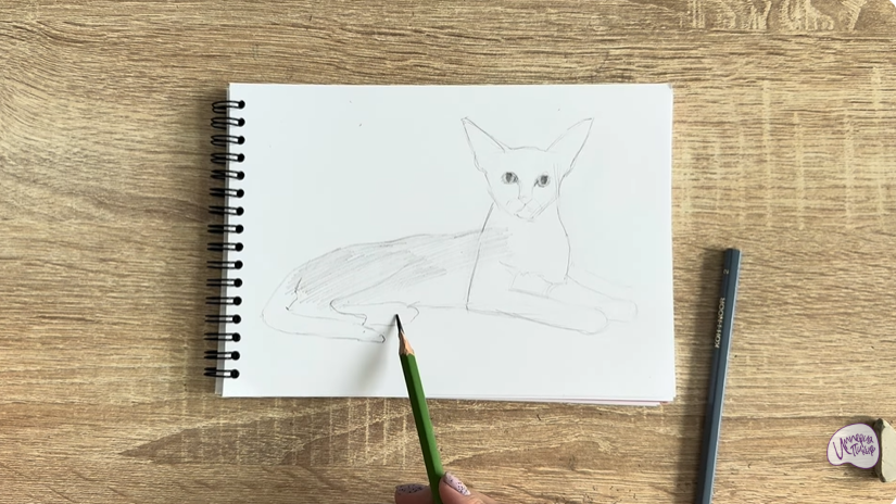 Рисуем Ориентальная кошка