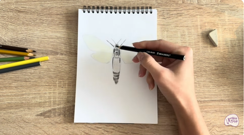 Рисуем Древесница въедливая