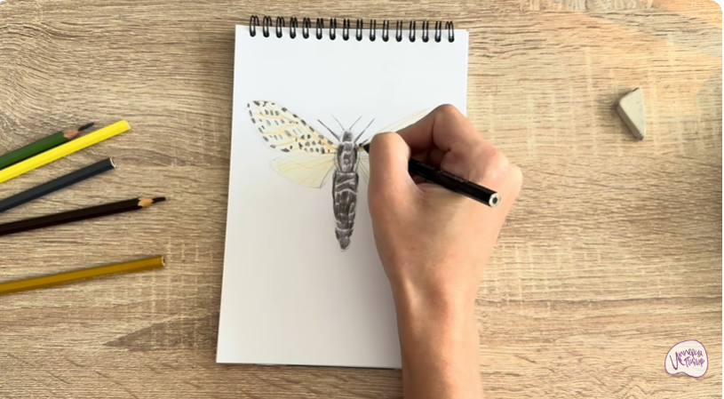 Рисуем Древесница въедливая