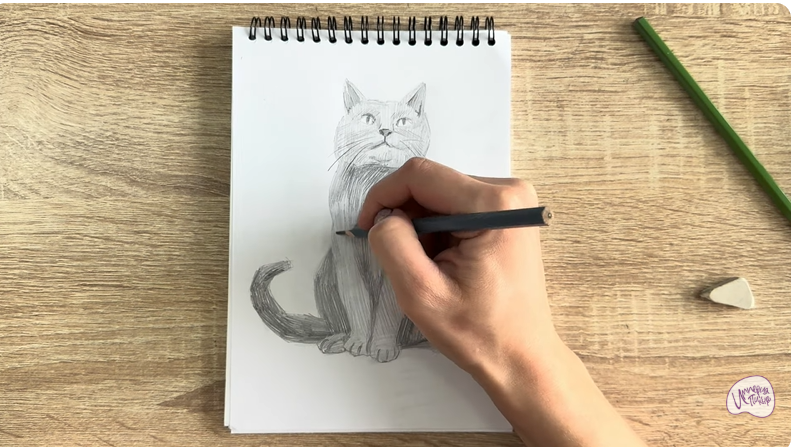 Рисуем Кот породы Шартрез