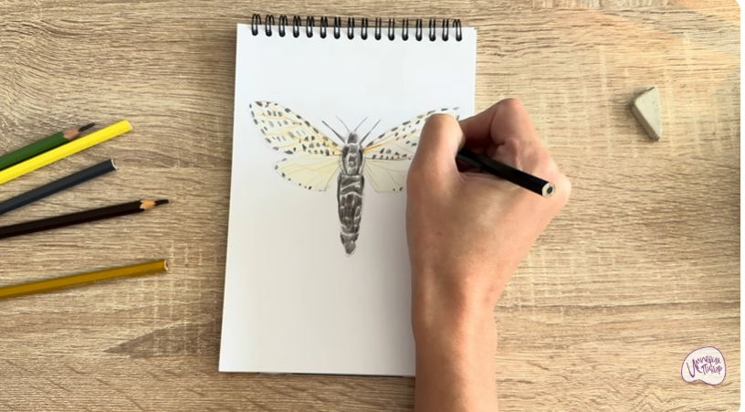 Рисуем Древесница въедливая