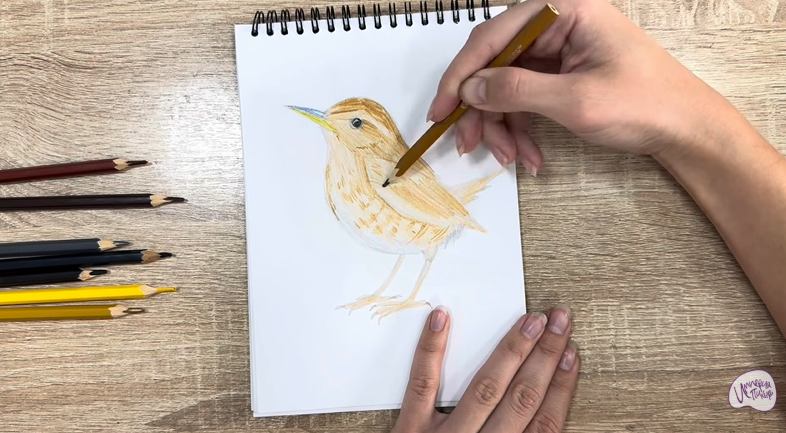 Рисуем Крапивник