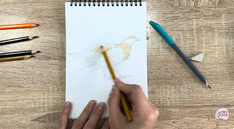 Рисуем Канадская дикуша