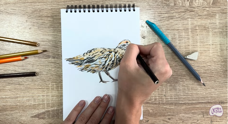 Рисуем Канадская дикуша