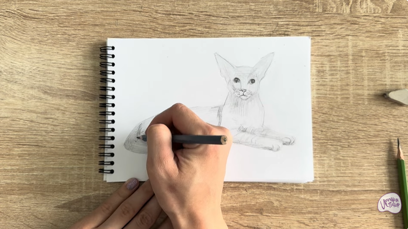 Рисуем Ориентальная кошка