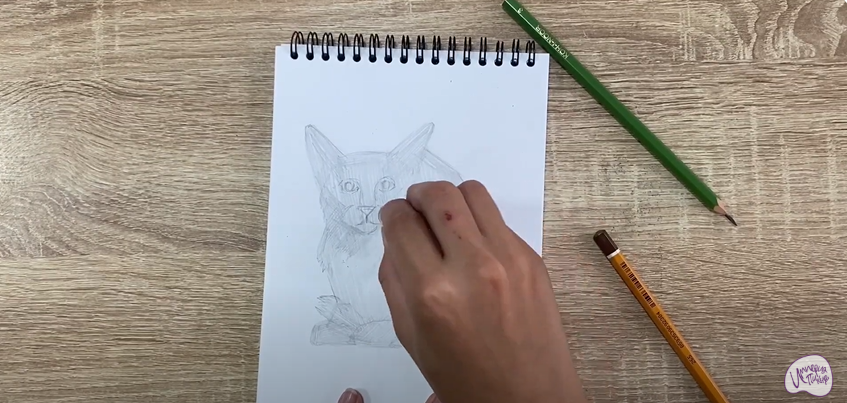 Рисуем Балинезийская кошка