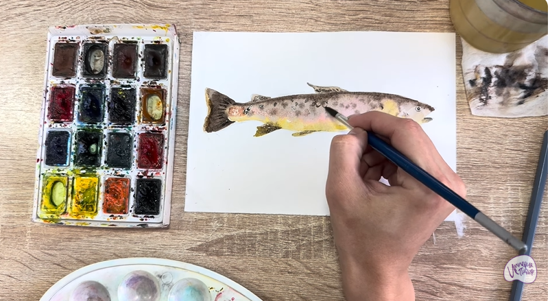 Рисуем Кумжа