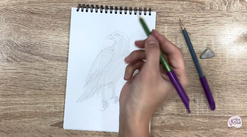 Рисуем Хохлатый осоед