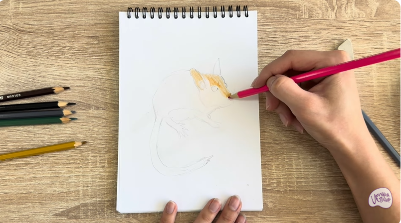 Рисуем Садовая соня