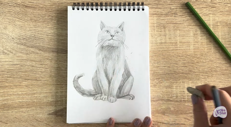 Рисуем Кот породы Шартрез