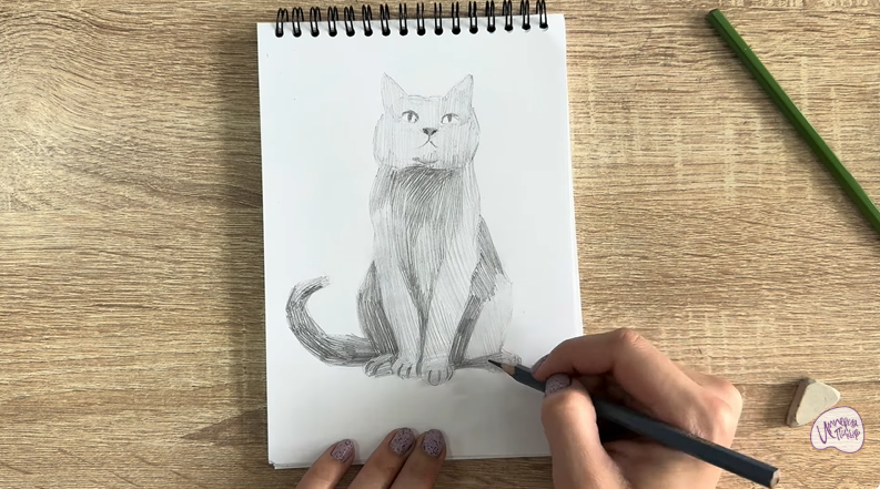 Рисуем Кот породы Шартрез