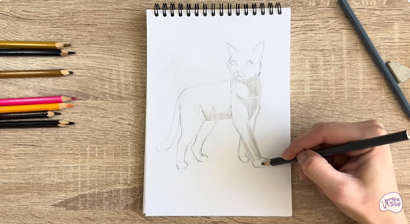Рисуем Кошка Бурмилла