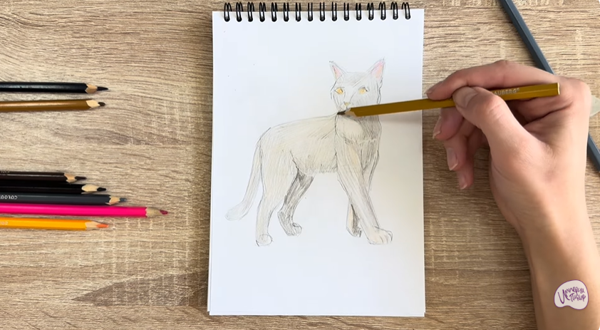 Рисуем Кошка Бурмилла