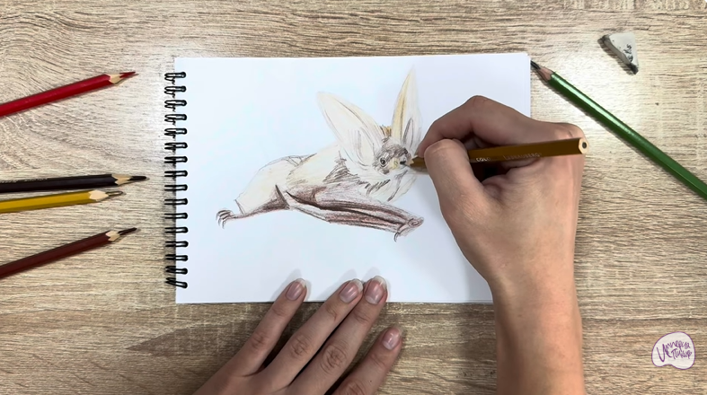 Рисуем Бурый ушан