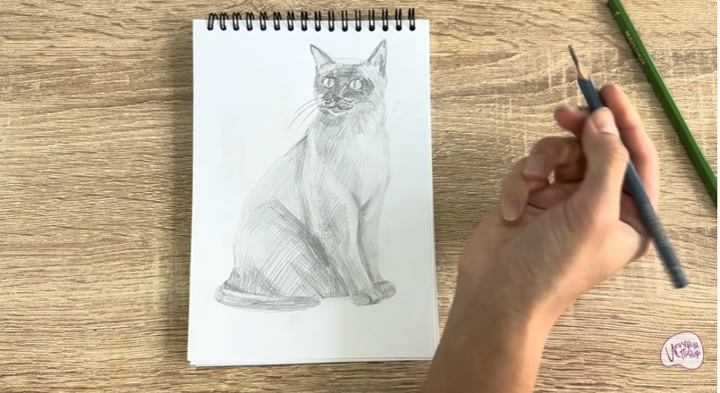 Рисуем Бурманский кот