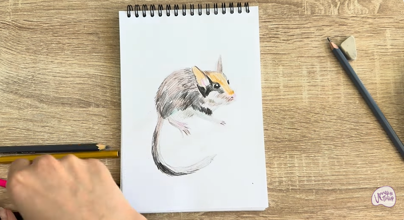 Рисуем Садовая соня