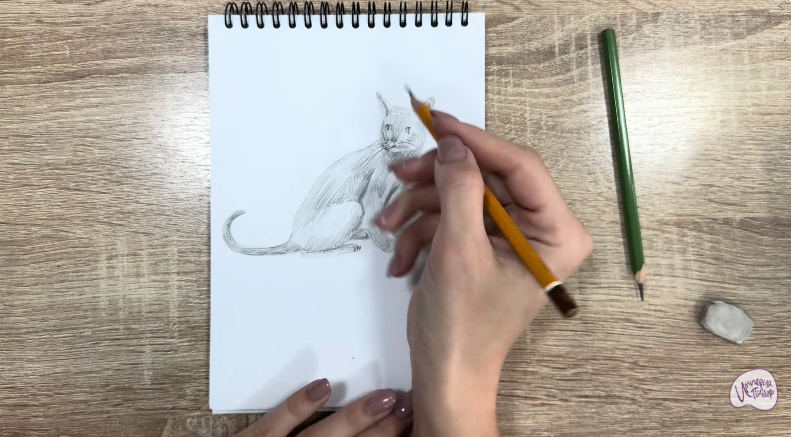 Рисуем Кот породы "Корат"