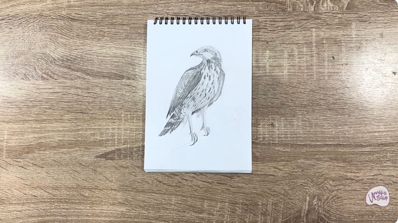 Рисуем Хохлатый осоед