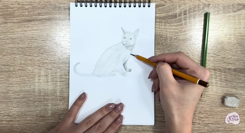 Рисуем Кот породы "Корат"