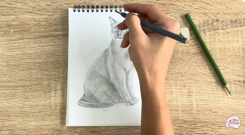 Рисуем Бурманский кот