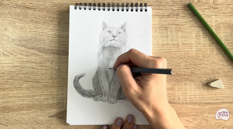 Рисуем Кот породы Шартрез