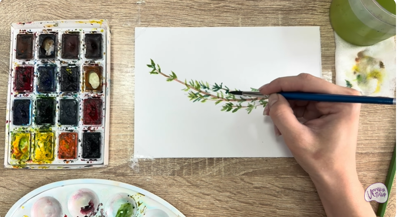 Рисуем Тимьян