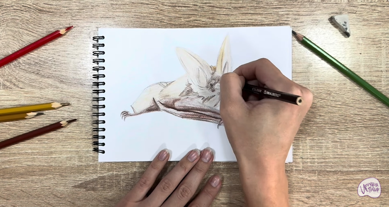 Рисуем Бурый ушан