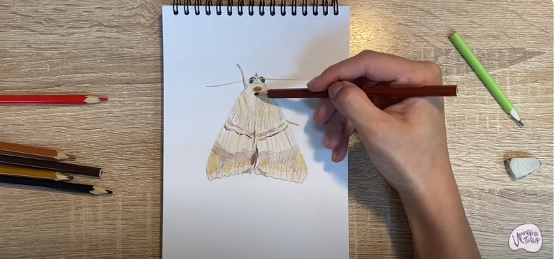 Рисуем Моль