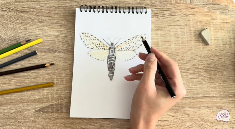 Рисуем Древесница въедливая