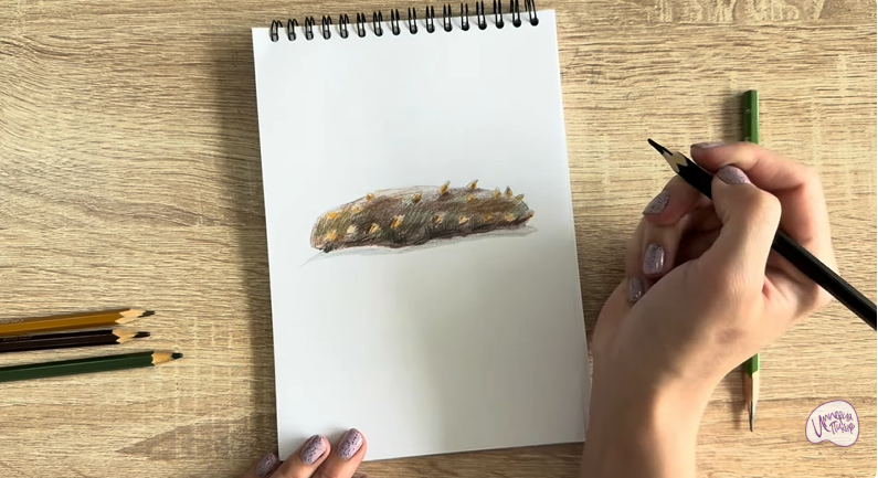 Рисуем Голотурия