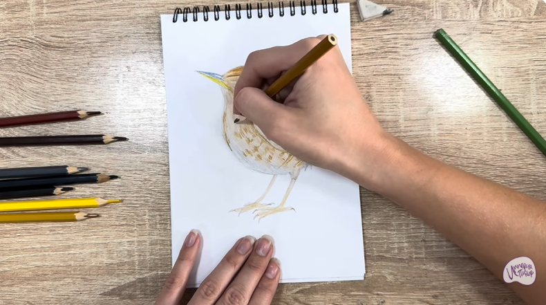 Рисуем Крапивник