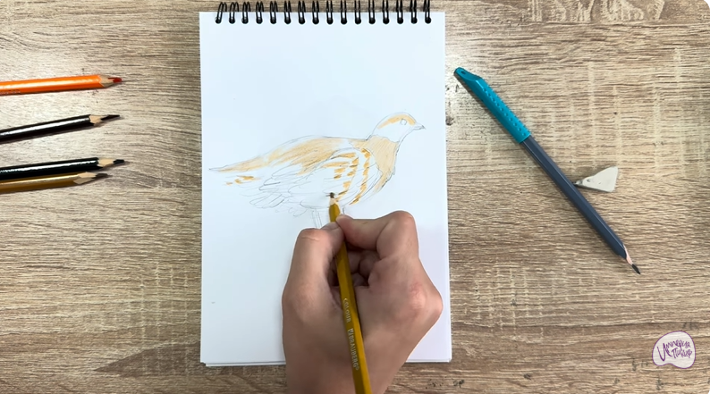 Рисуем Канадская дикуша