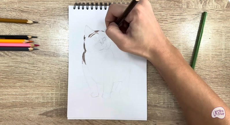 Рисуем Кошка породы "Манчкин"