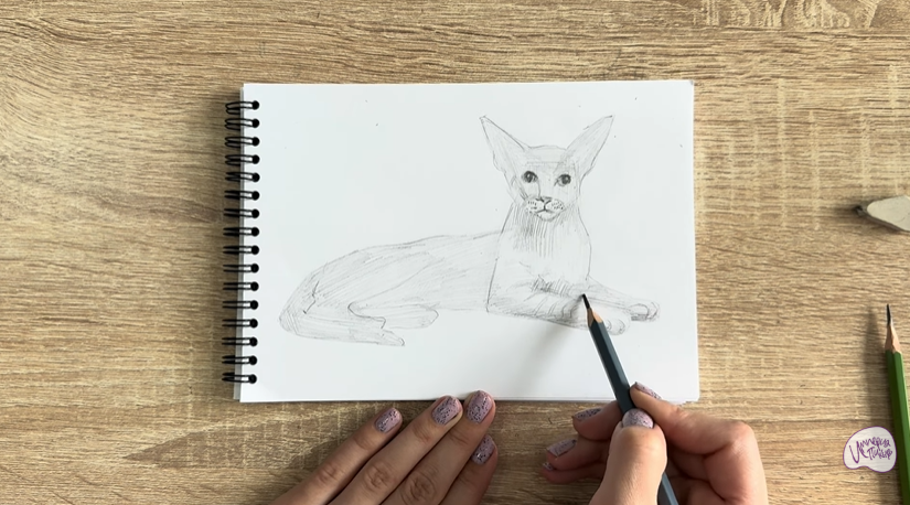 Рисуем Ориентальная кошка