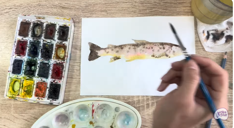 Рисуем Кумжа