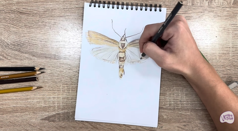 Рисуем Огнёвка зерновая