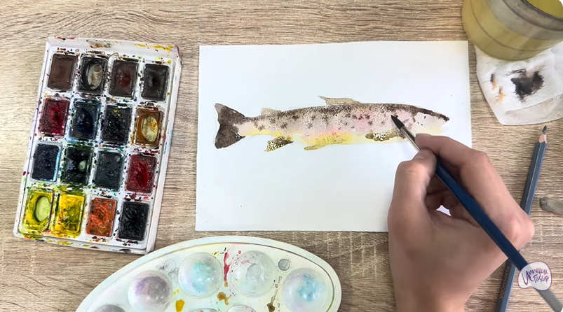 Рисуем Кумжа