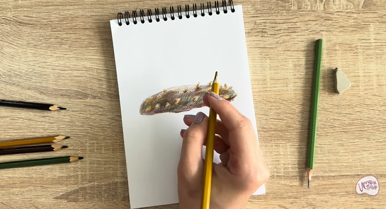 Рисуем Голотурия