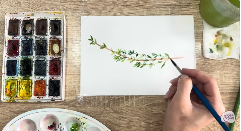 Рисуем Тимьян