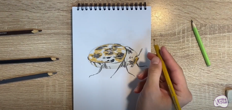 Рисуем Кожеед