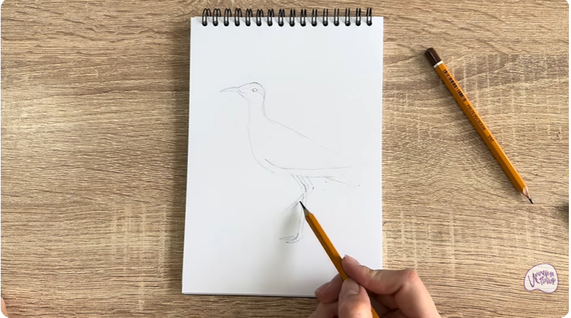 Рисуем Птица "бегунок"