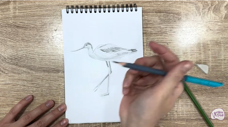 Рисуем Шилоклювка