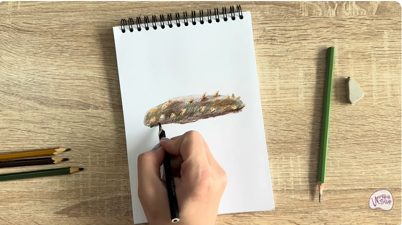 Рисуем Голотурия