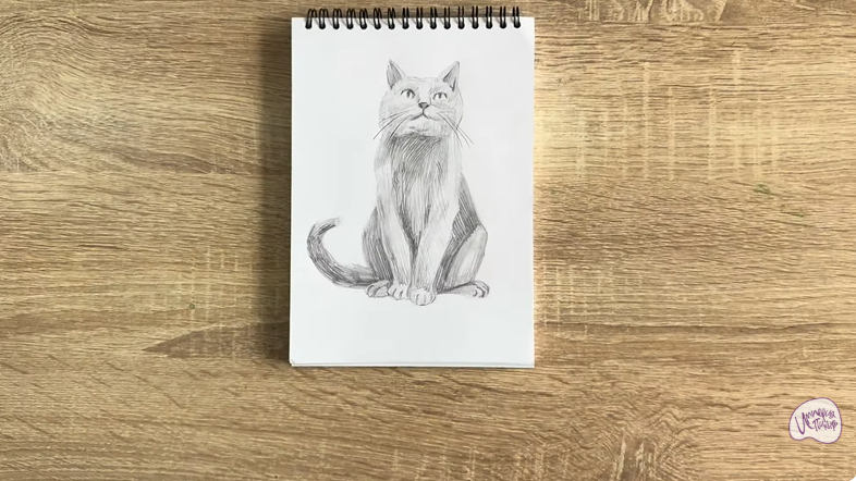 Рисуем Кот породы Шартрез