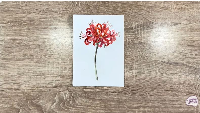 Рисуем Ликорис Рисуем Ликорис